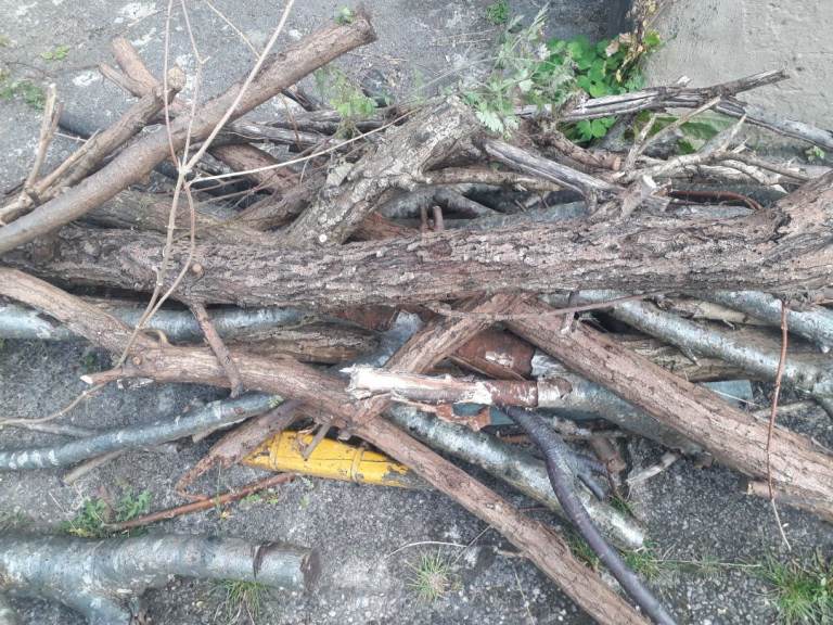 Free Wood for Burning
