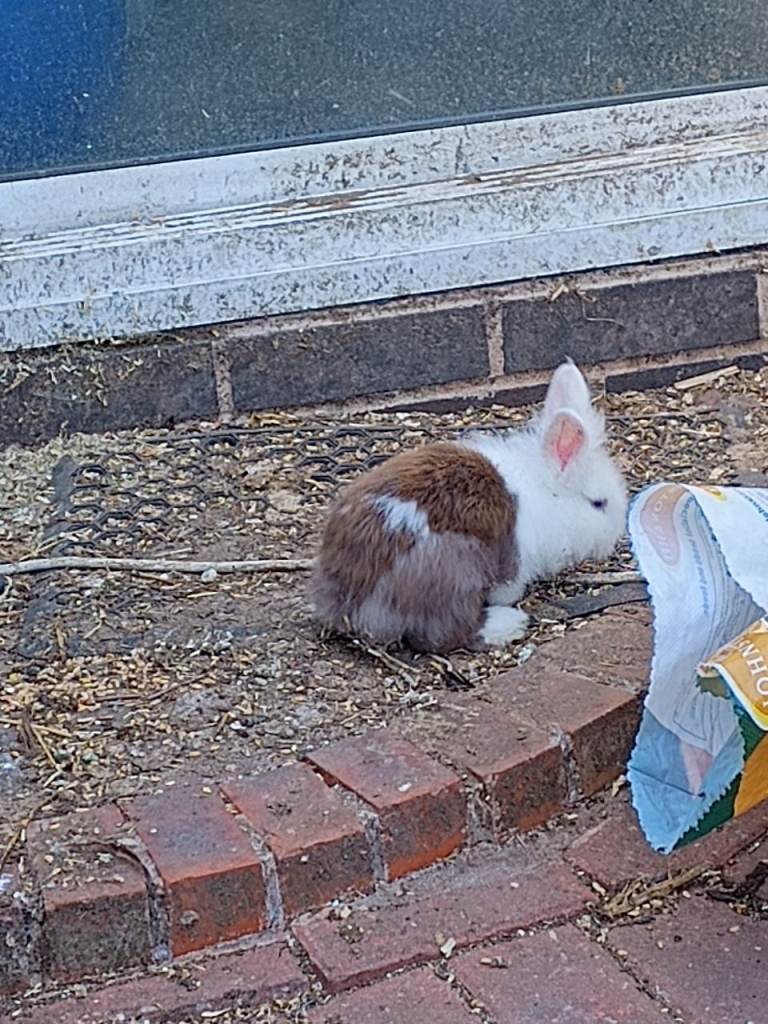 Baby bunny for sale 