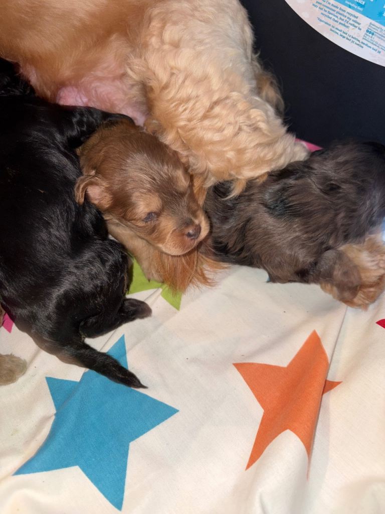 Cockapoo puppies 