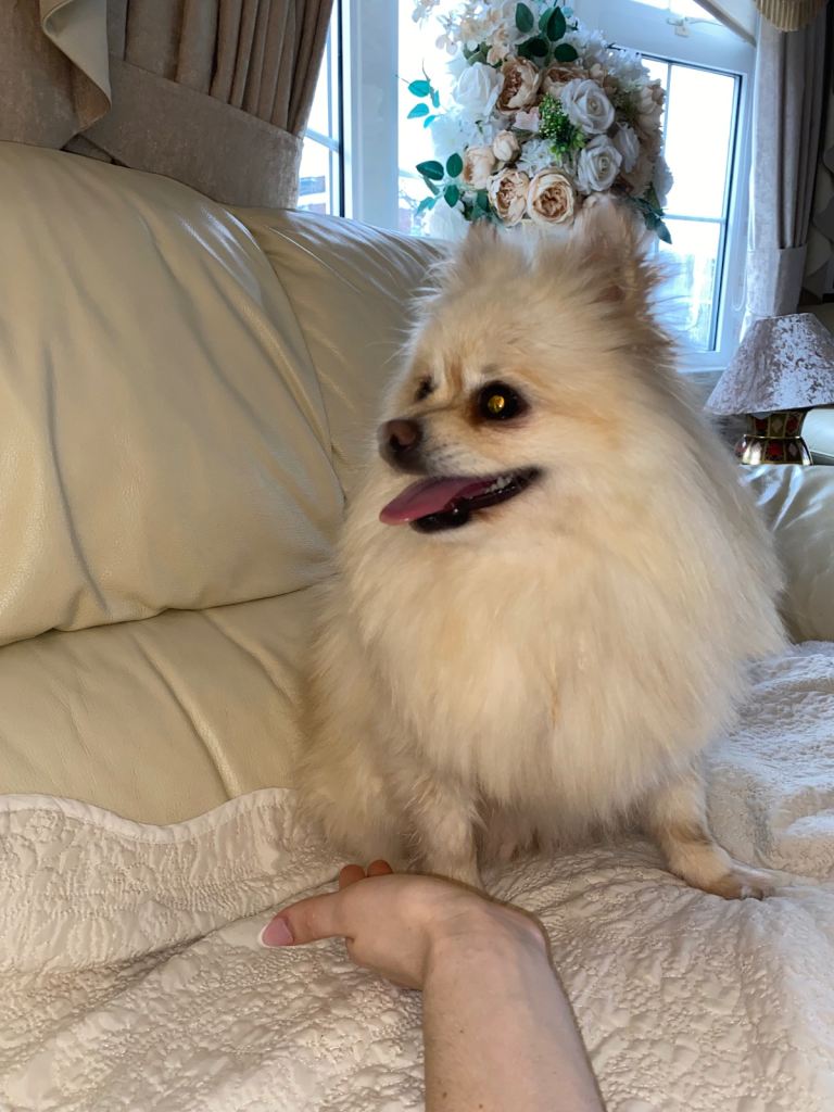 Beautiful Pomeranian girl for sale