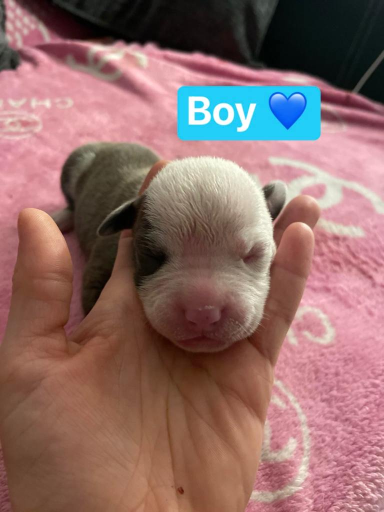 Standard American Bully’s Puppies