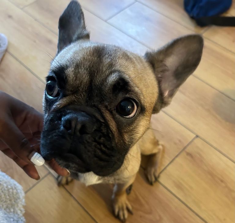 1 Year Old Female French Bulldog For Sale £250 MUST GO!!