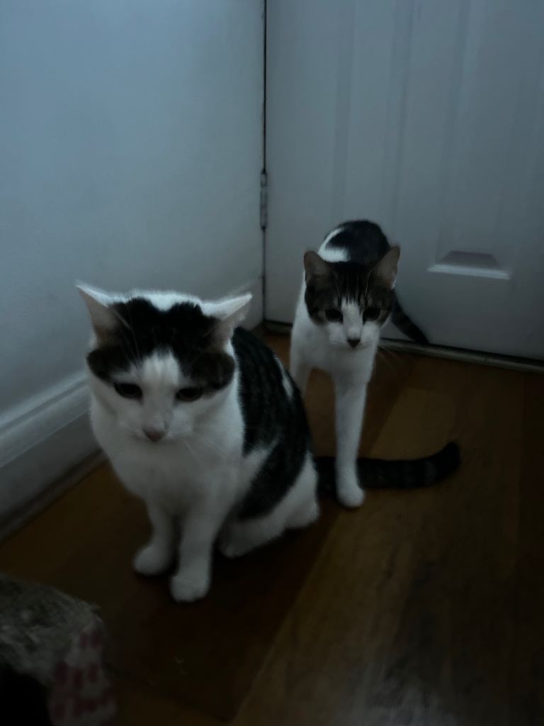 Two domestic short-haired cats
