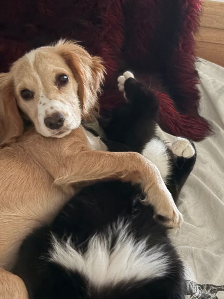 Cocker spaniel puppy for sale 