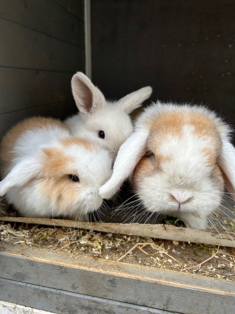 Mini lop bunnies 