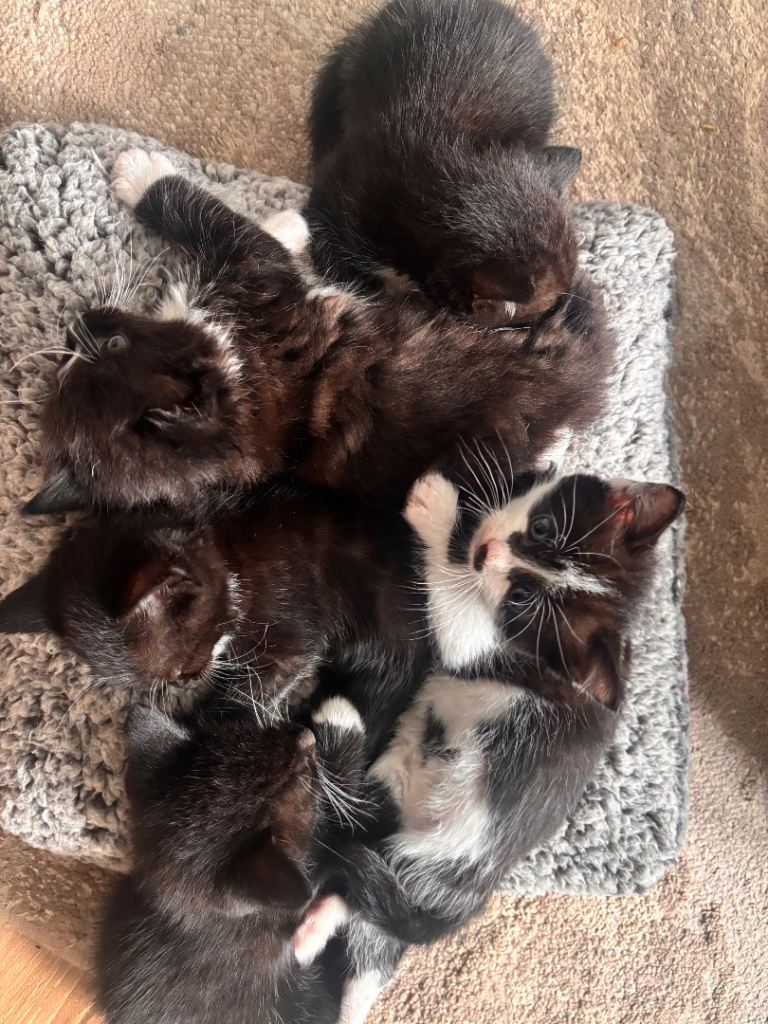 x3 kittens left - Tuxedo Ragdoll kittens 