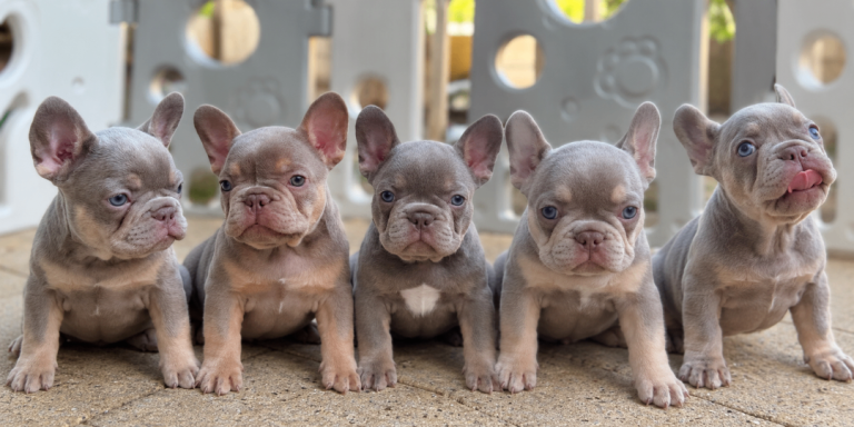 New Shade KC Registered French Bulldog Puppies