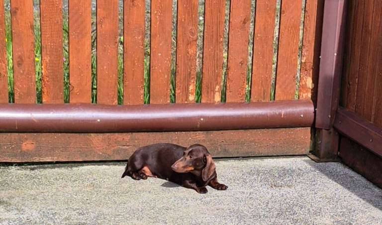 ADULT MINIATURE DACHSHUND FEMALE
