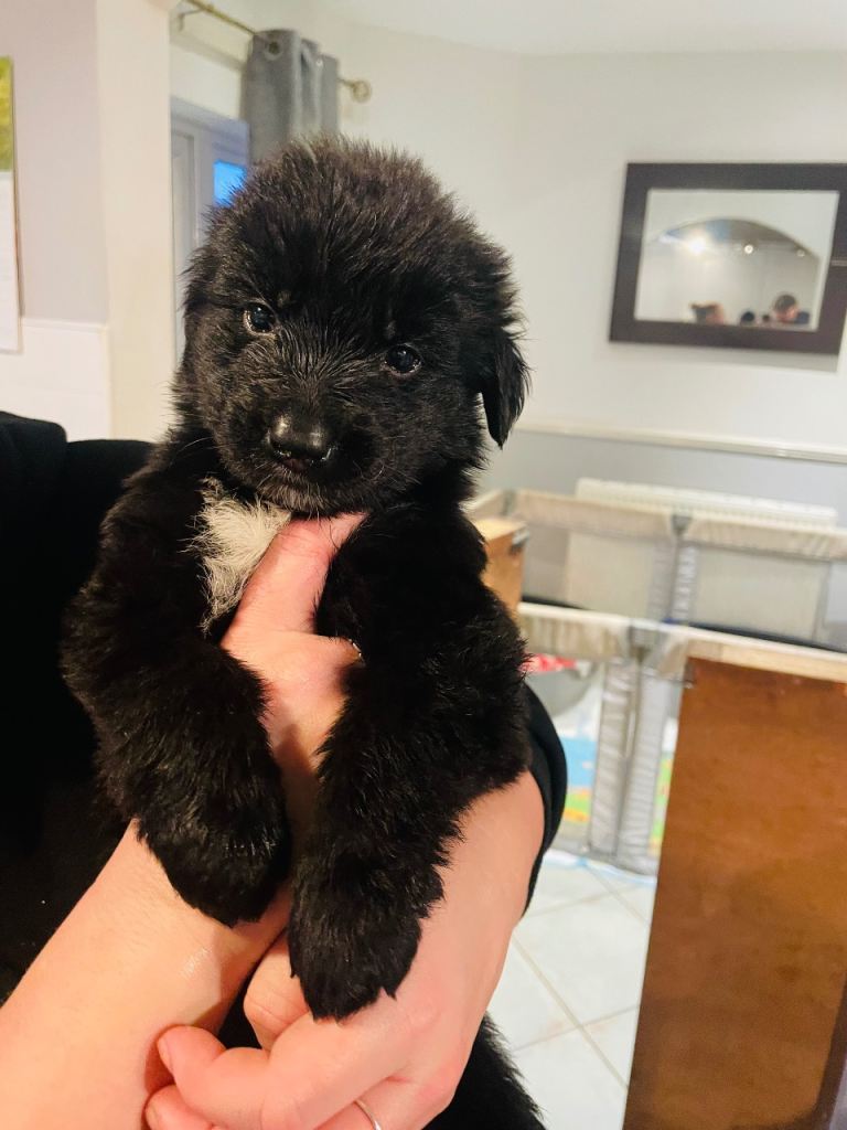 Beautiful German Shepherd Puppies ( Ready Jan 28th) 