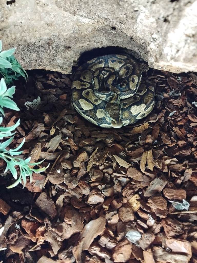 Rodney the ball Python and enclosure