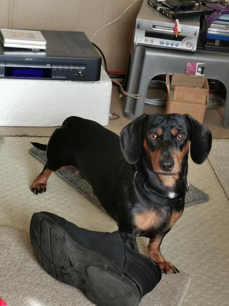 Doby , lDashund male 4 year old 