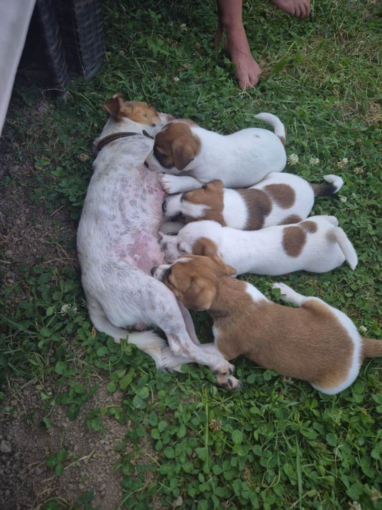 8wk mini jack russell puppies