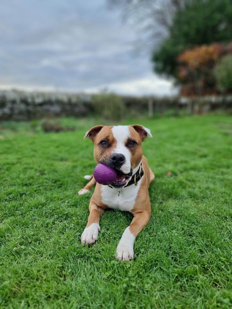 Male Staffordshire bull terrier 