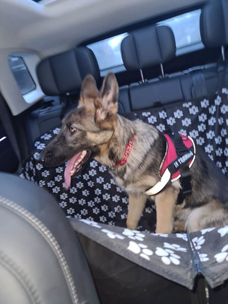 6 month old german shepherd for sale