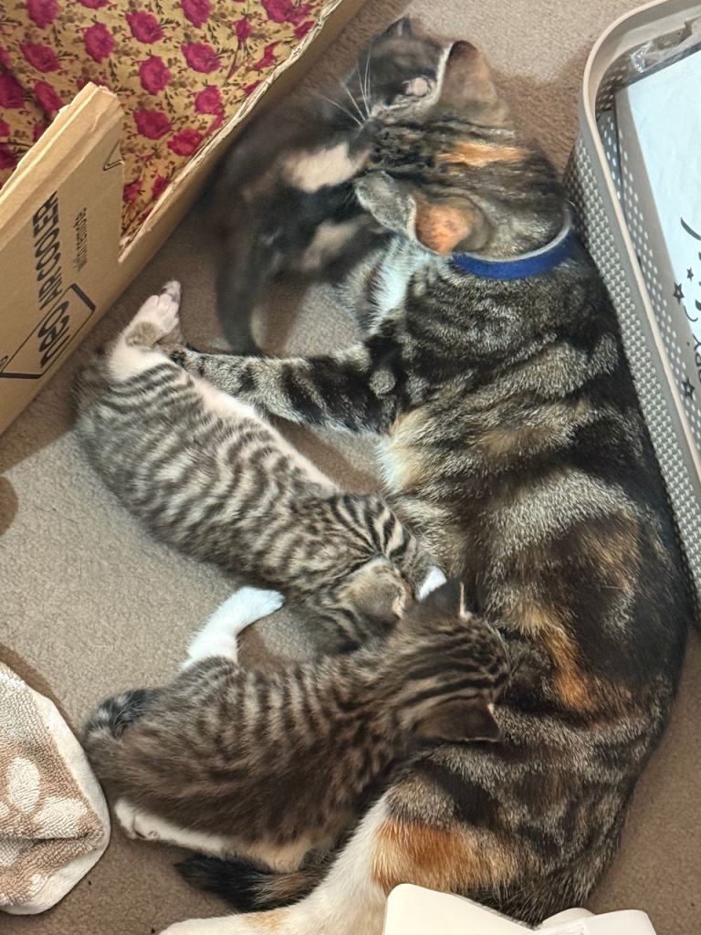 Kittens for sale