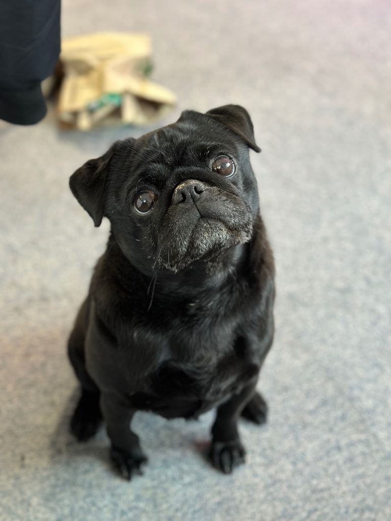 Bronx the Pug!