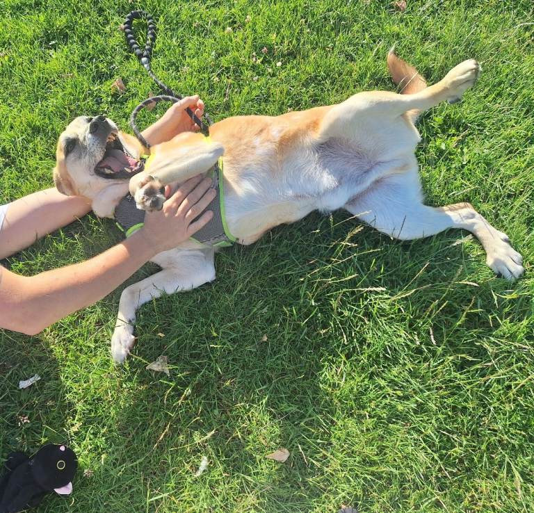 Foster or forever home needed for beautiful Sanchez