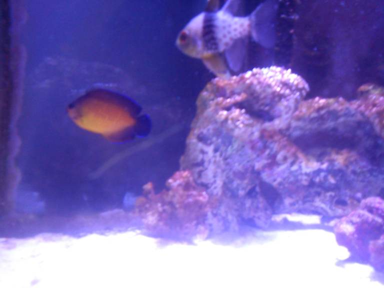 MARINE FISH FOR SALE   £50.00