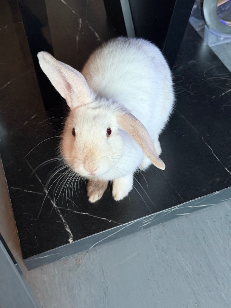 Female rabbit for free  includes cage and food.