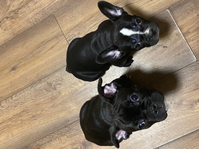 French bulldog puppys