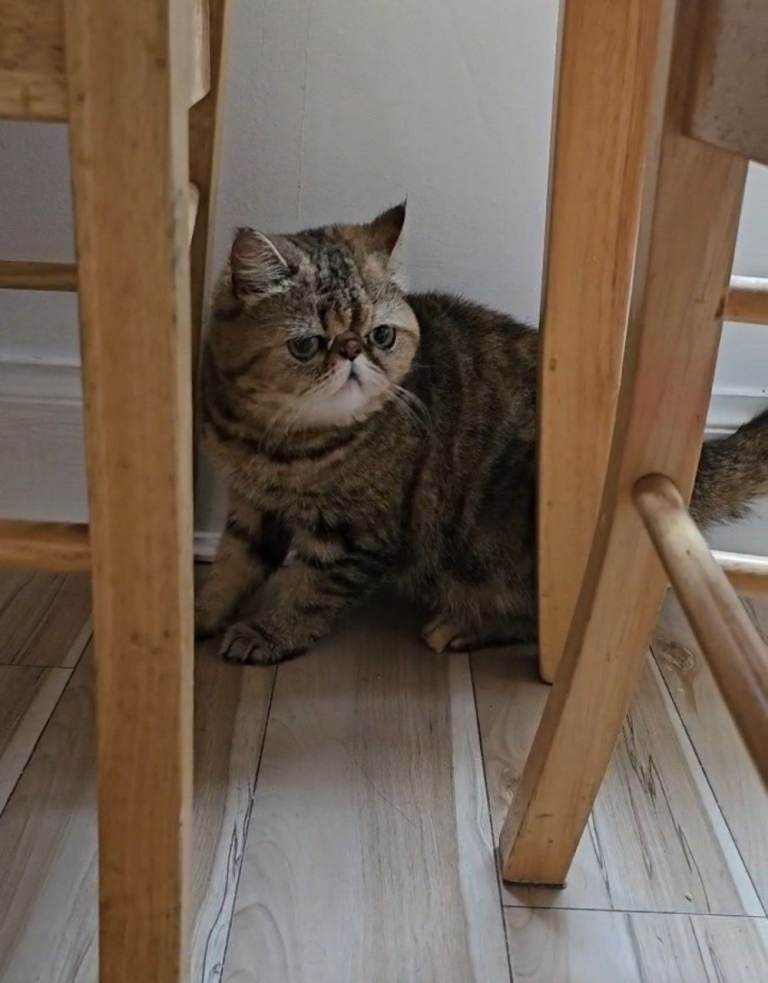 Exotic shorthair cat 