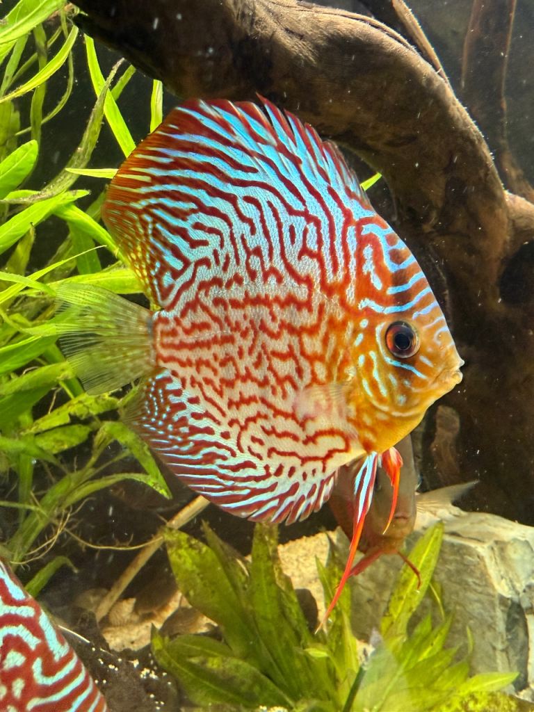 Discus x 3 