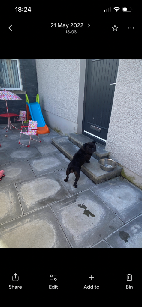 American micro bully female 