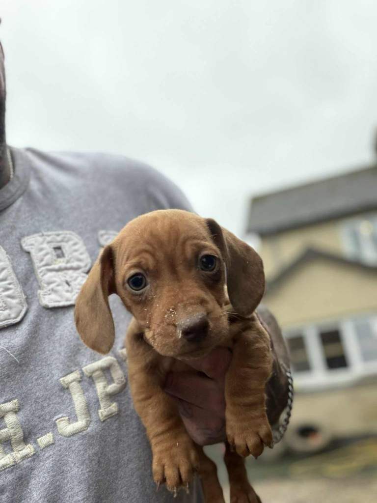 Miniature Dachshund puppies