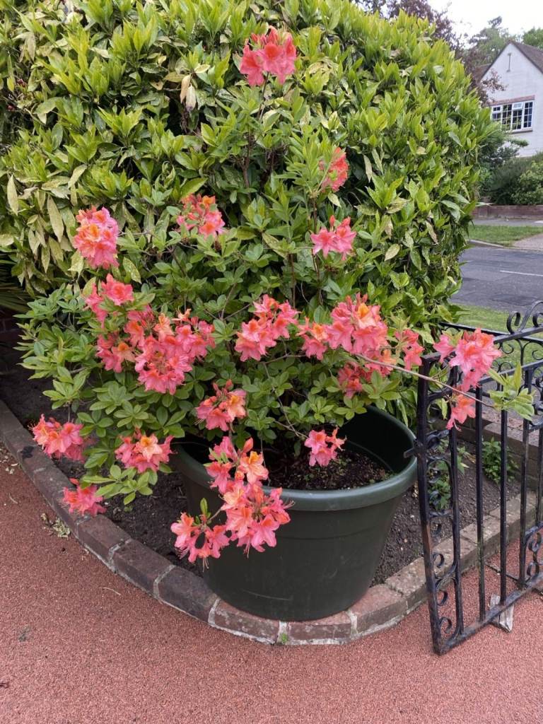 Simply So Stunning Bright Orange Azalea with Double headed yellow Lillies in front
