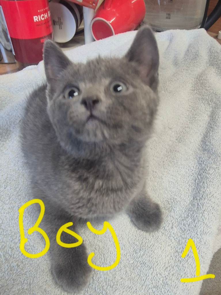 Kittens