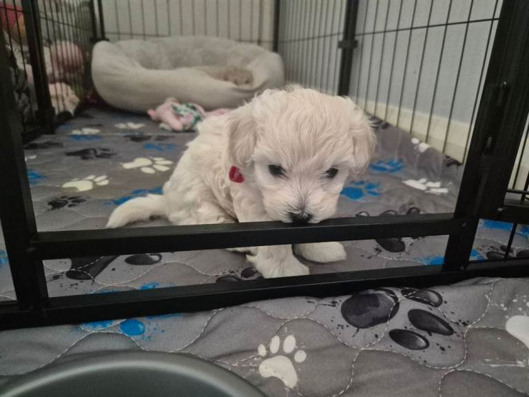 Maltipoo female puppy