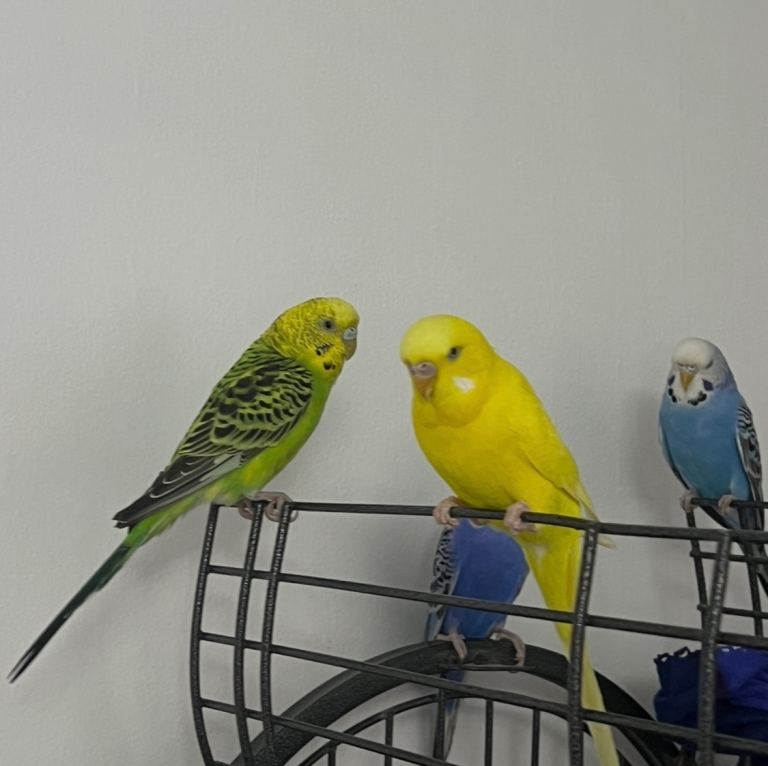 Budgies 
