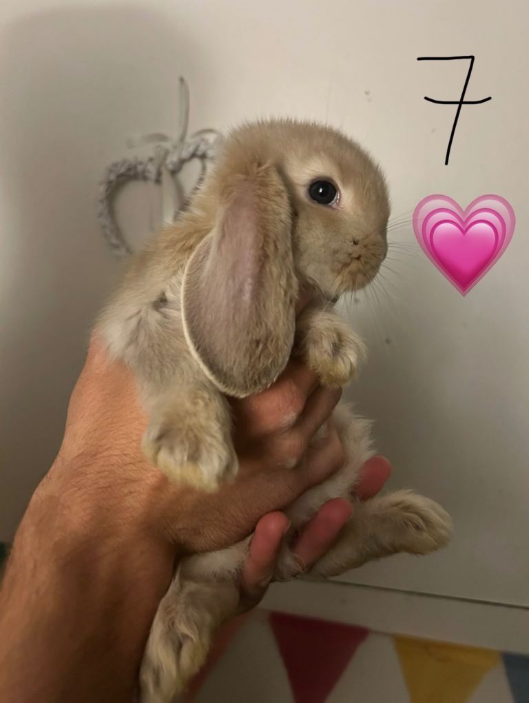 Pure Bred French Lop Rabbits 