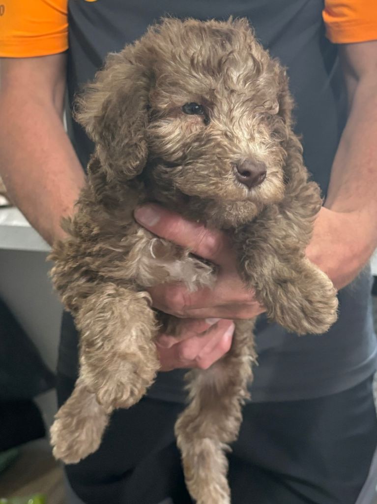 Bedlington Terrier Puppy