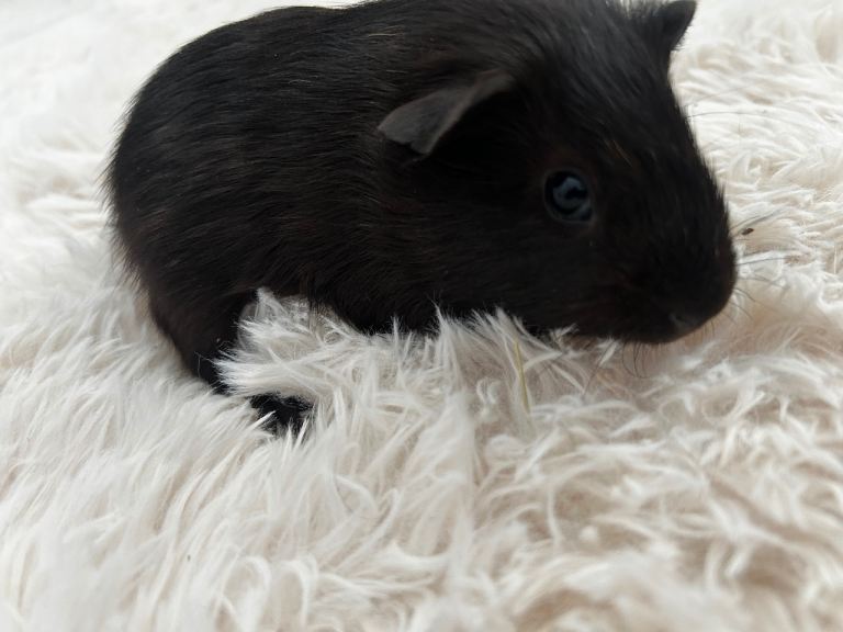 Baby Guinea pigs - 1 left 