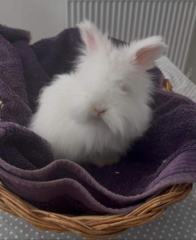 Pure-bred English Angora with blue eyes!