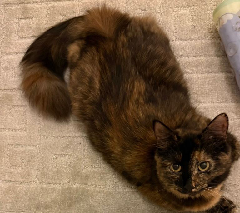 Part maine coon 1 year old cat