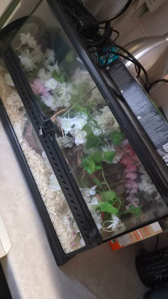 Glass vivarium full set up 