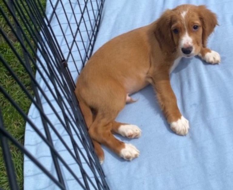  2 male cocker spaniel puppies born 3/3/26 vaccinated chipped and wormed