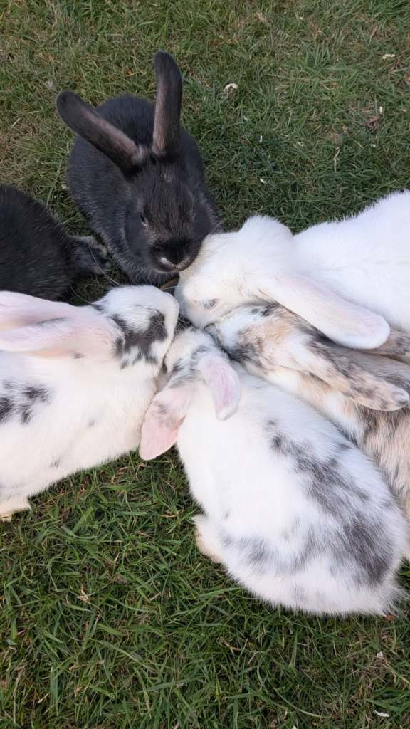 Gorgeous dwarf lop bunny rabbits - male & female available