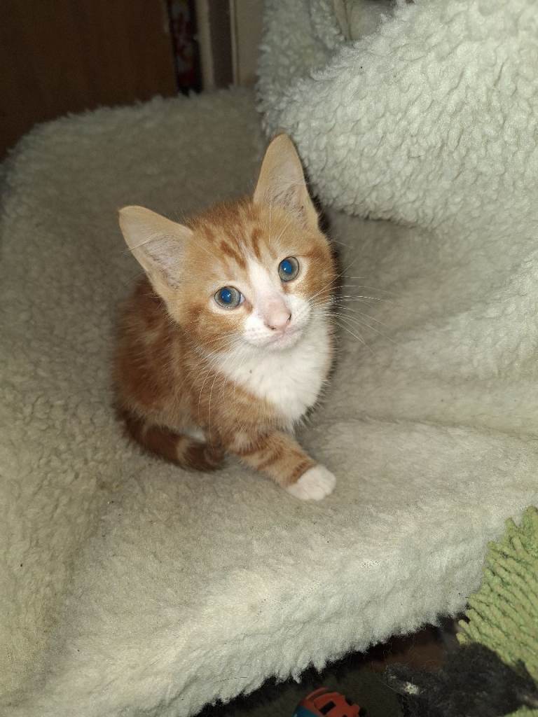 4 gorgeous kittens ready for loving home