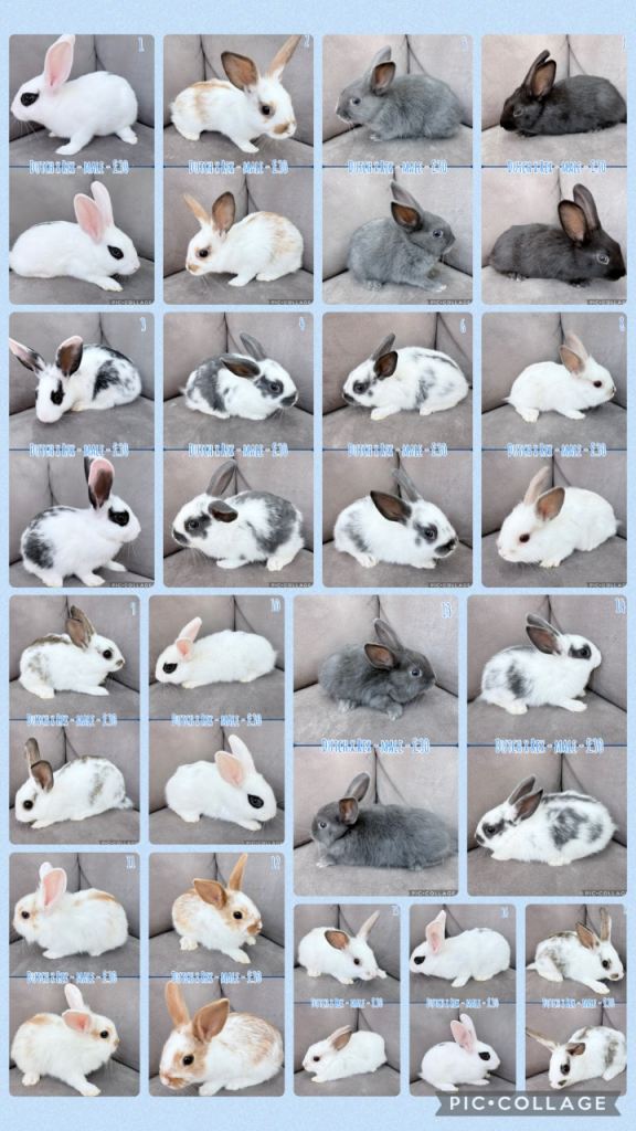 Male Dutch x Rex Baby Rabbits 