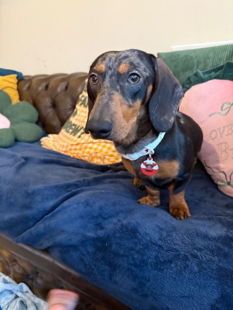 Handsome male dachshund!