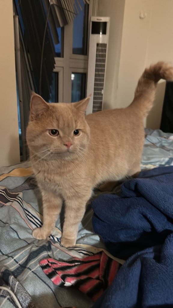 Persian x British Short Hair (russian blue) 