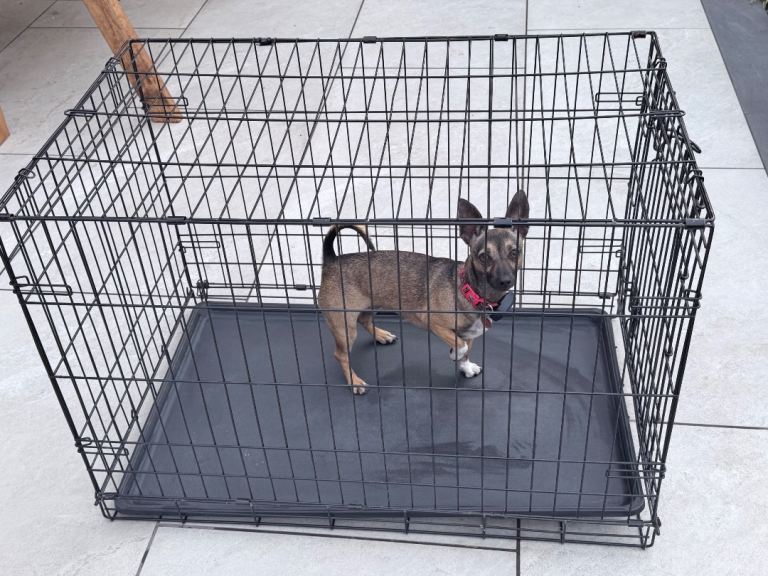 Large Dog Cage 