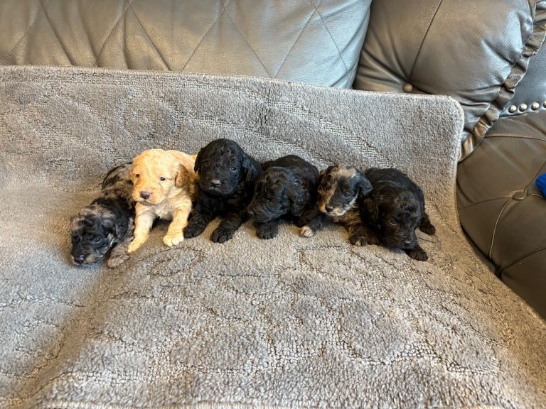 6 beautiful cockapoo puppies for sale 
