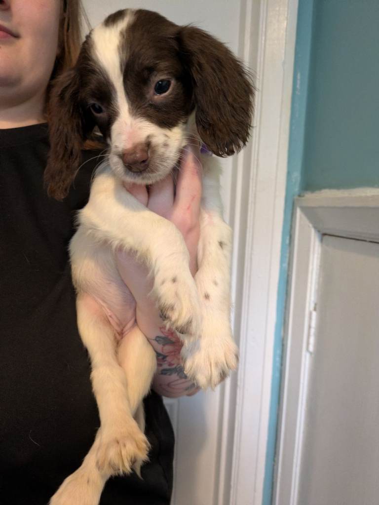 KC reg English springer spaniels