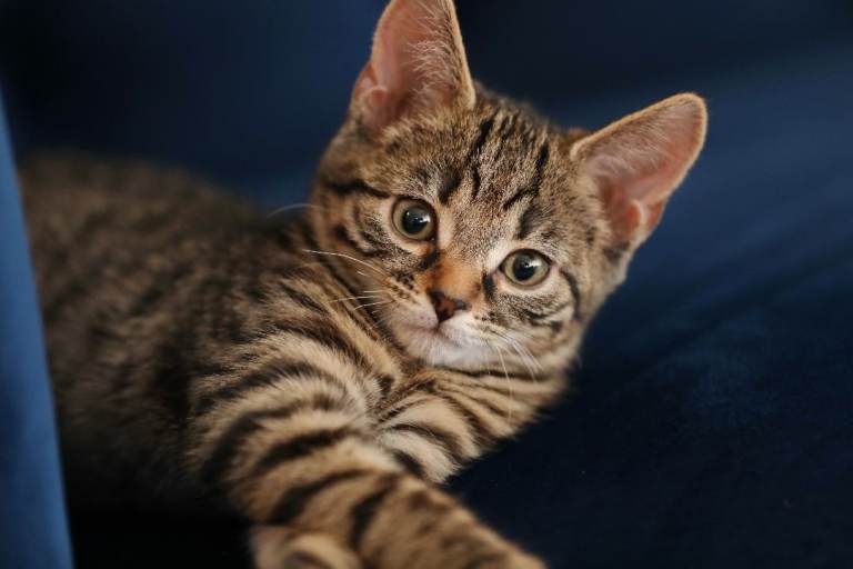 3 months old kitten ready to find a forever home 
