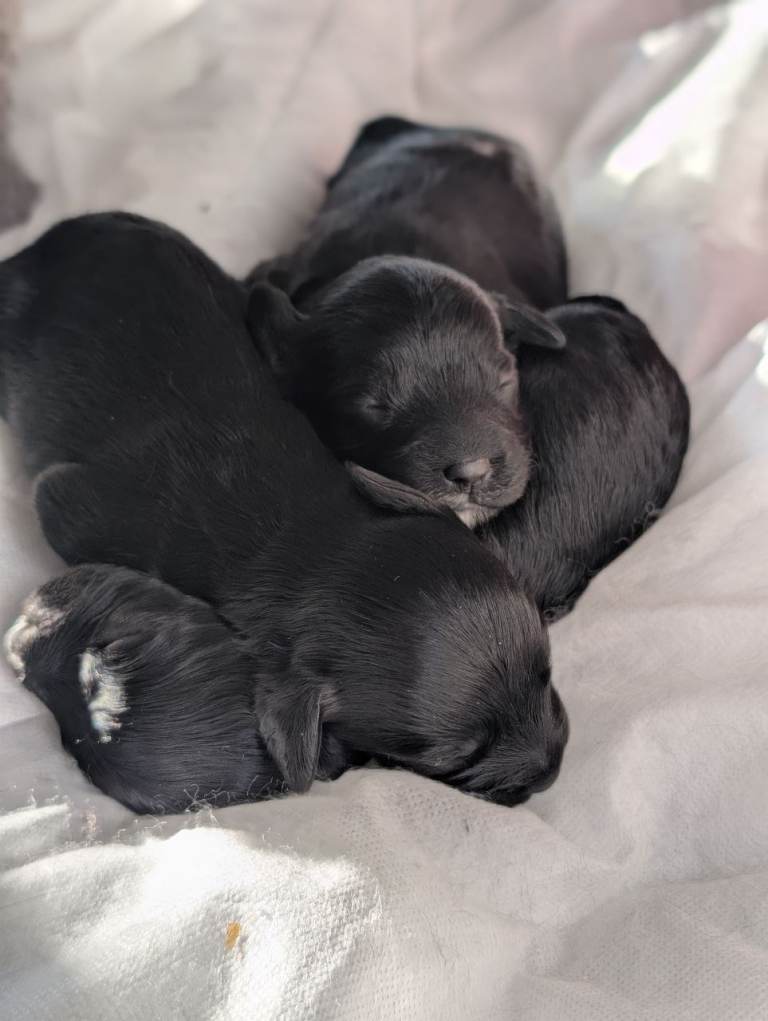 Beautiful Cockapoo and Cavapoo cross puppies in Gerrards Cross