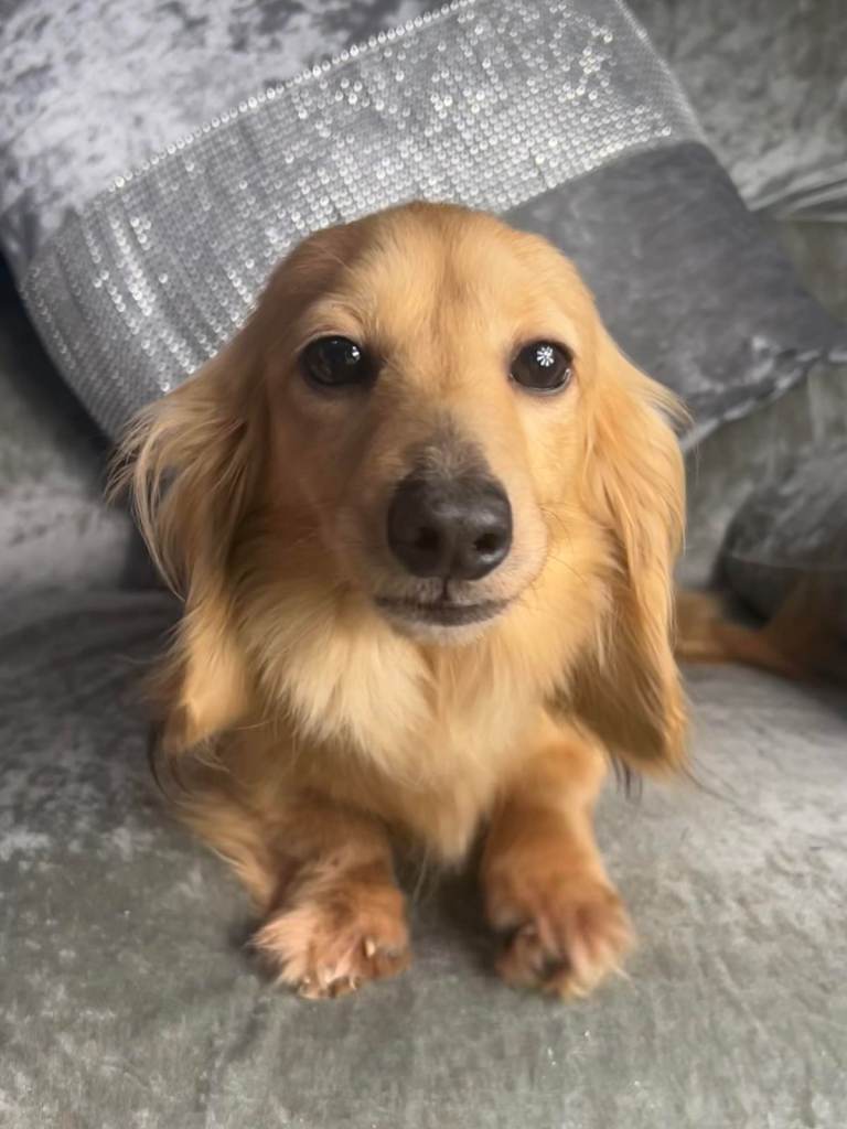 Long hair cream Miniature dachshund dogs for sale